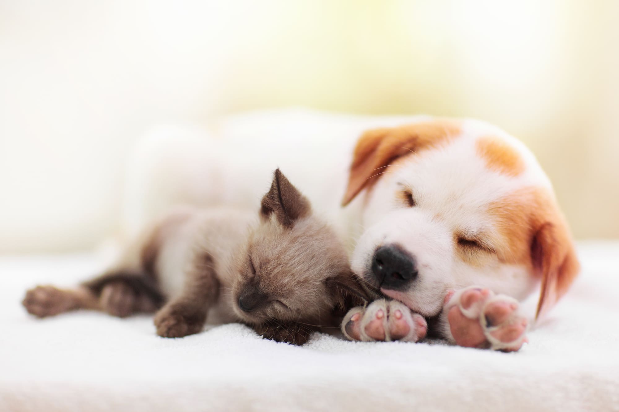 眠っている子犬と子猫